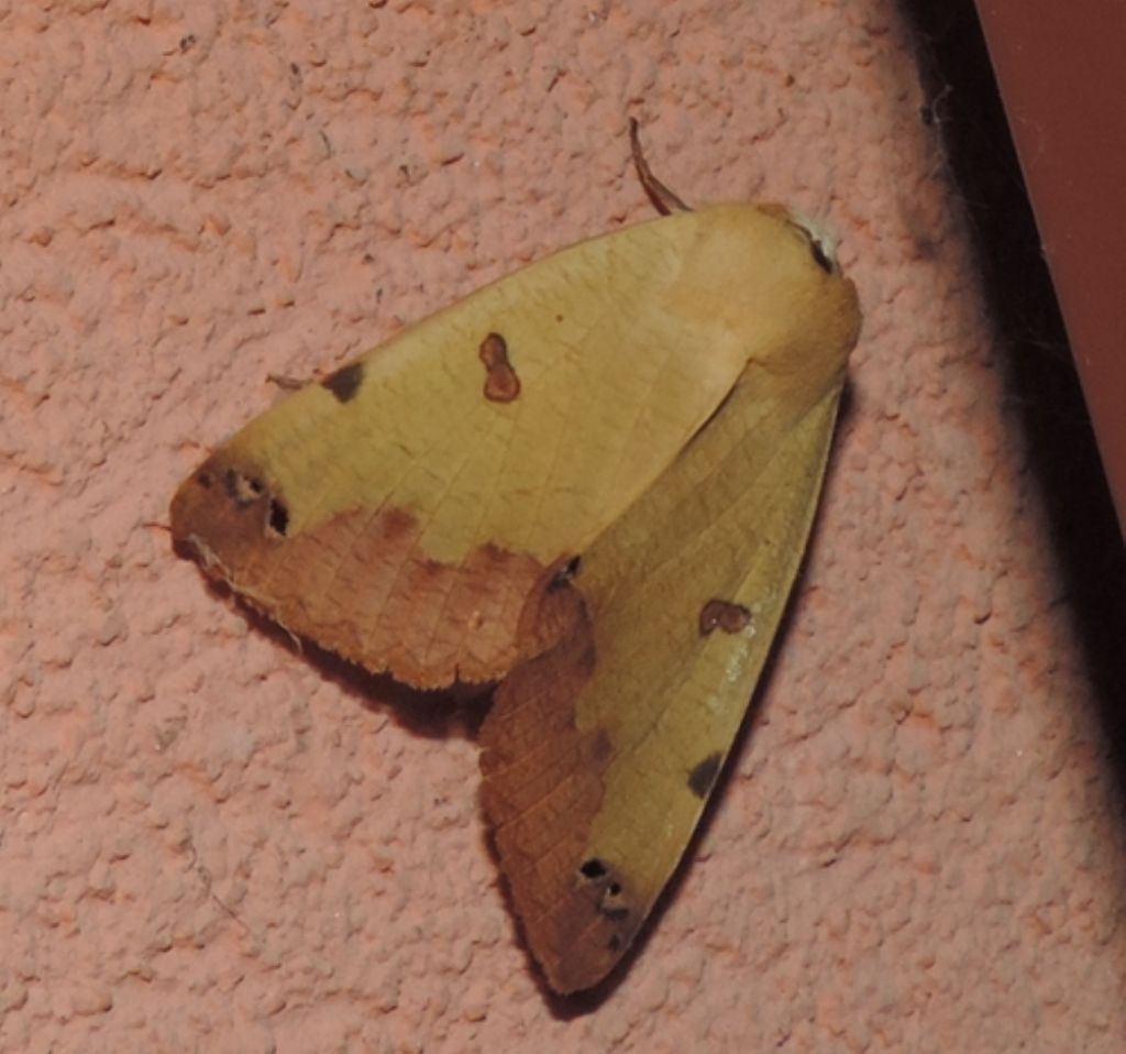 Ophiusa tirhaca (Erebidae)